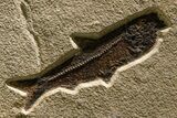 Green River Fossil Fish Mural with Large Diplomystus #382730-4